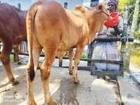 Ng'ombe dume, Ng'ombe — picha 4
