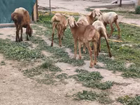 Sheep, Arashan sheep — photo 4