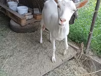 بکری, Saanen goat — تصویر 1