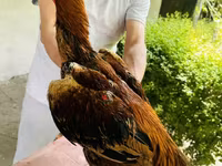 Chickens — Foto 5