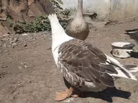Geese — foto 8