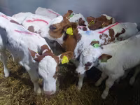 گاو نر, Simmental cattle — عکس 1