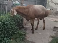 قوچ, Arashan sheep — عکس 2