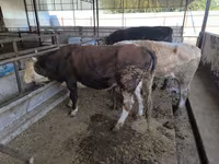 گاو نر, Swiss cattle — عکس 7