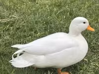 Ducks — Foto 5