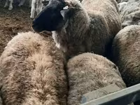 Sheep, Sheep — photo 2