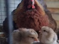 Chickens — sawirka 3
