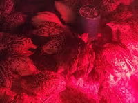 Quails — φωτογραφία 8