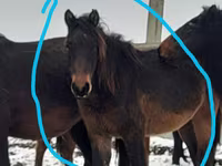 Азаргагүй морь, Horse breed — 2 зураг