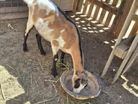 ፍየል, LaMancha goats — ፎቶ 3