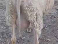 Kambing jantan, Sheep — foto 2