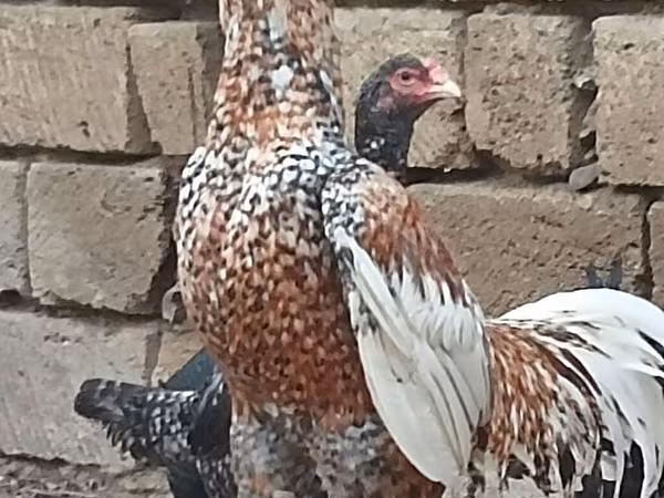 პლიმუთ როკ