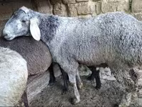 Bélier, Moutons — photo 3