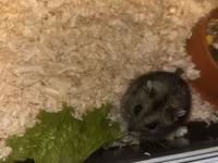 Cüce hamster və tam dəst aksesuarlar Qefes ile biryerde satılır 2-3 — عکس 1