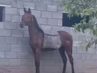 Бие, Thoroughbred horse — 2-сурет