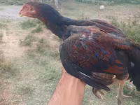 Chickens — عکس 2