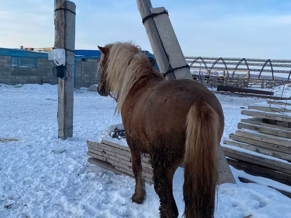 اسب نر, Yakutian horse