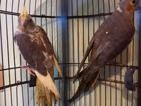 Məhsul: Nimfa (Cockatiel) cütü – qıf və aksesuarlarla birlikdə — الصورة 4