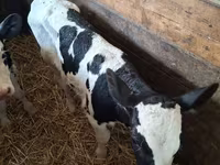 วัวตัวเมีย, Russian Black pied cattle — รูปภาพ 4