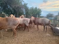 Beran, Arashan sheep — foto 3