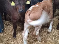 Cattle (batch, sex not specified), Cattle — photo 3