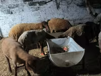 میش, گوسفند — عکس 1