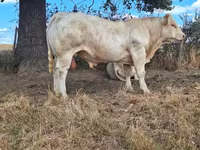 ثور, Charolais cattle — الصورة 3