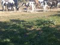 Býk, Russian Black pied cattle — foto 2