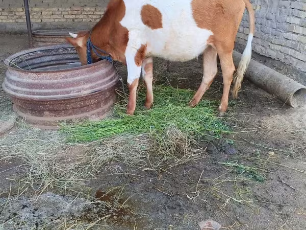 گاو و گوساله (گروه، جنسیت مشخص نشده), Simmental cattle