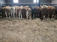 Býk, Simmental cattle — foto 1