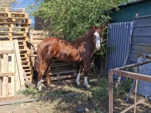 Mare, Horses