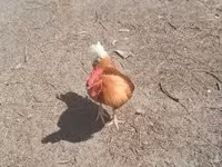Chickens — ፎቶ 2