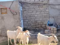 بز ماده, Saanen goat — عکس 1