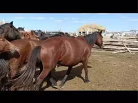 مادیان, Kazakh horse — عکس 7