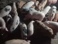 公猪, Pigs — 照片 7