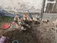 Turkeys — عکس 2