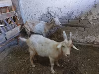 بز ماده, Saanen goat — عکس 5