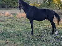 گھوڑا, گھوڑے — تصویر 1