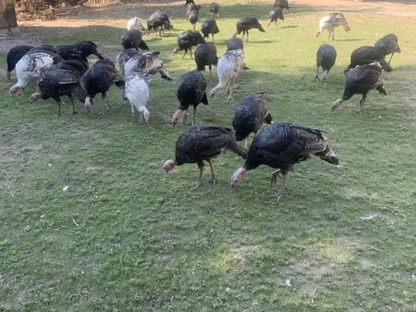 Turkeys