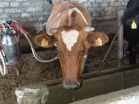 Bò cái, Giống Jersey — ảnh 3