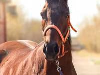 فرس, Thoroughbred horse — الصورة 1
