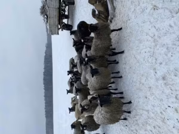 Ram, Sheep — Russia