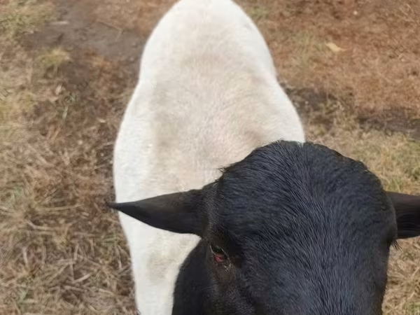 Baran, Dorper sheep