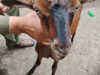 بز نر, بز — عکس 2