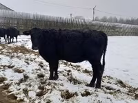 Vacă, Aberdeen-Angus — foto 1