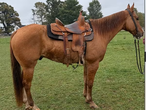 Cheval, Quarter Horse