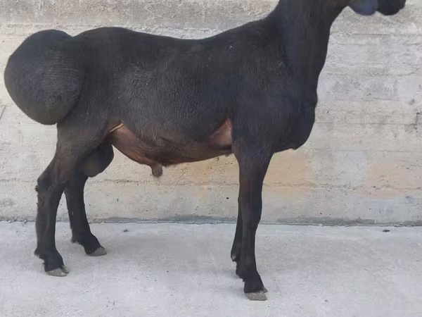 ஆண் ஆடு, Hissar sheep