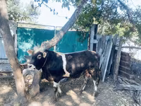 Banteng, Swiss cattle — foto 2