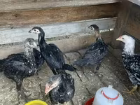 Chickens — foto 2
