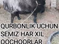 قوچ, گوسفند — عکس 1